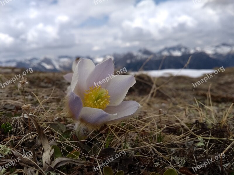 Flower Nature Plant Summer In The Free