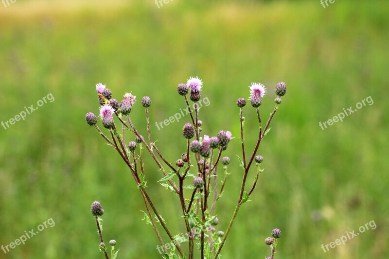 Thistle Vegetation Meadow Plant Spikes