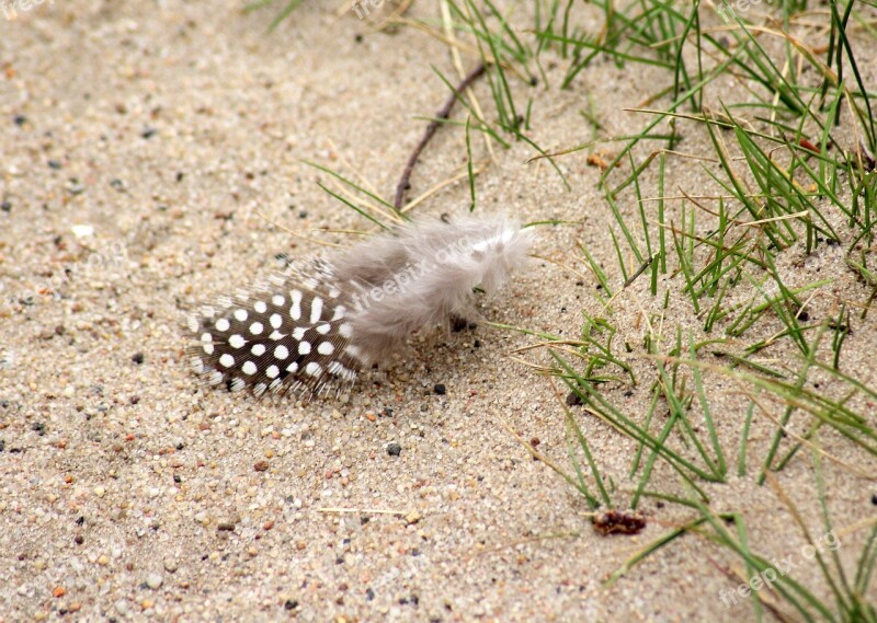 A Feather The Feather Of A Bird Pen Birds Freedom