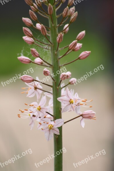 Flower Stem White Pink Flora Plant