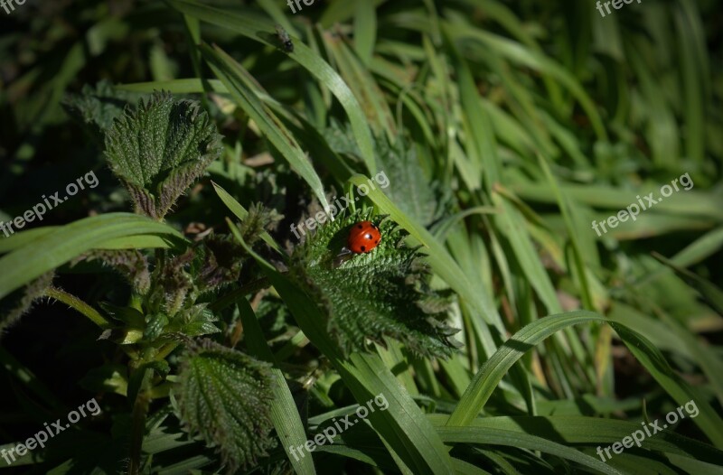 Lady Bug Insect Ladybug Coccinellidae Coccinella