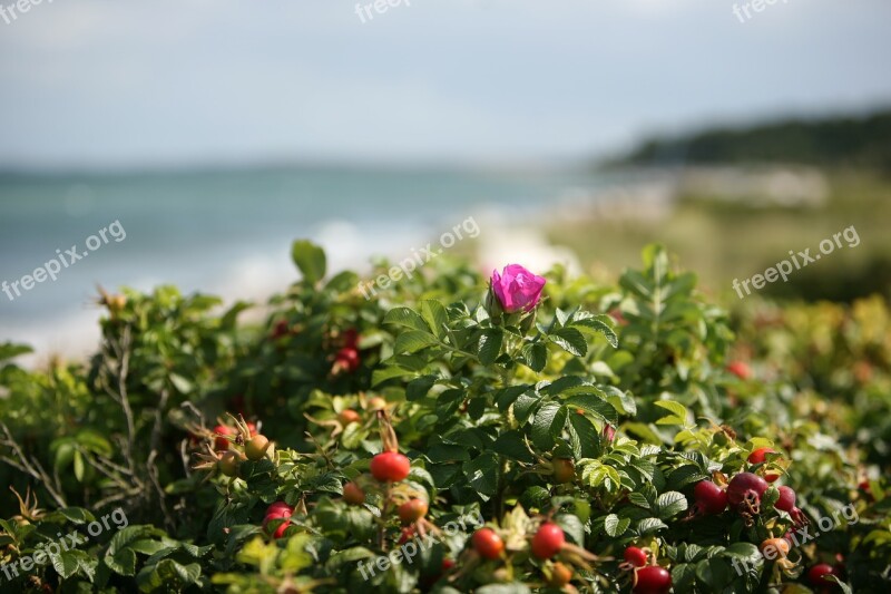 Blossom Bloom Rose Hip Sea Baltic Sea