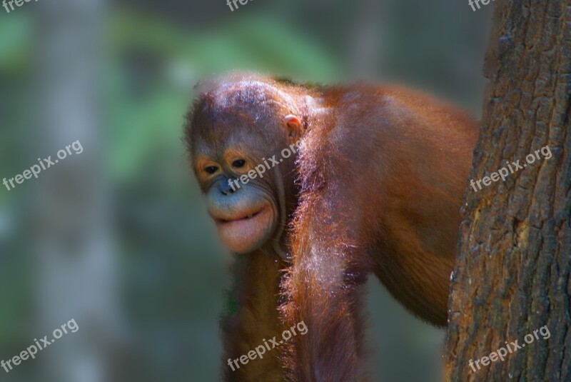 Animal Orangutan Borneo Rain Forest Ape