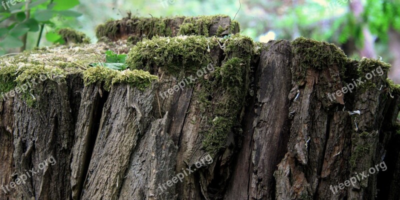 Trunk Old Tree Próchniejący Stock Moss The Bark Of The Tree