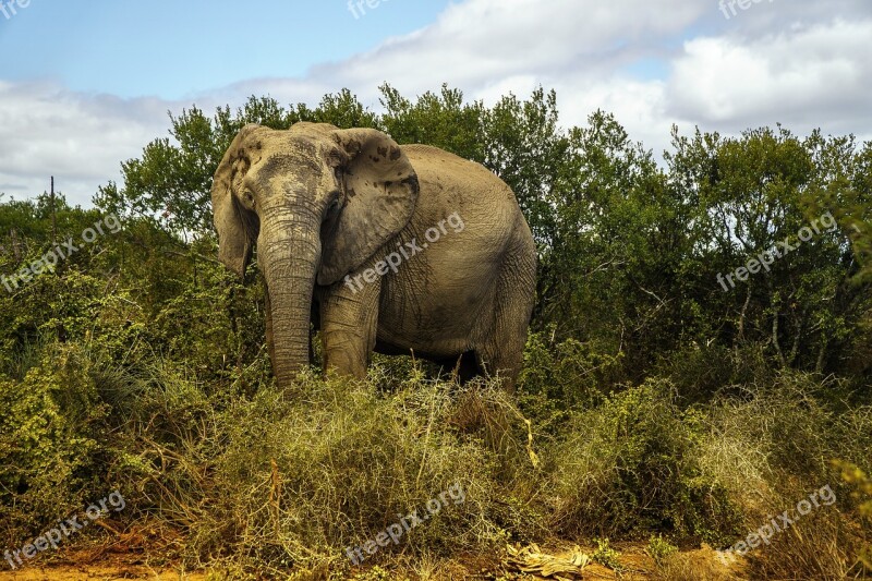 Elephant Wildlife Africa Animal World Safari