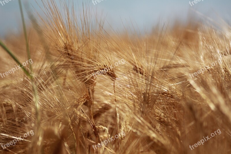 Summer Ear Field Ears Of Corn Field Gold Harvest