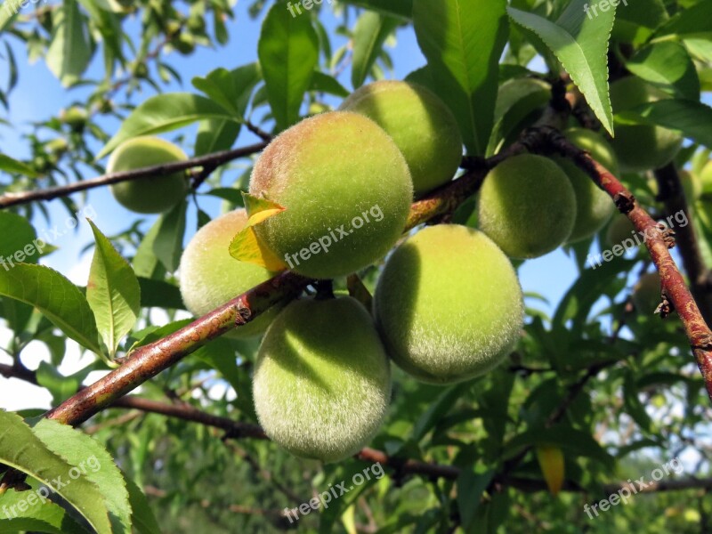 Peaches Fruit Fuzzy Tree Nature