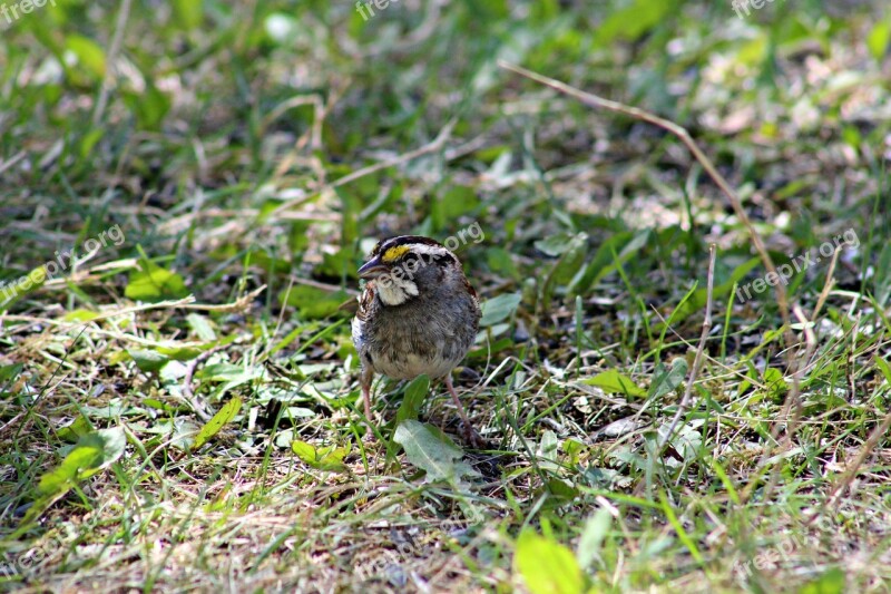 Bird Songbird Wildlife Outdoor Sparrow