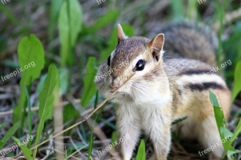 Chipmunk Face Close Up Cheeks Eyes