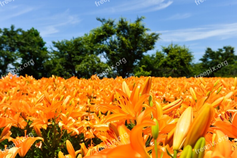 Natural Landscape Plant Flower Garden Yuri