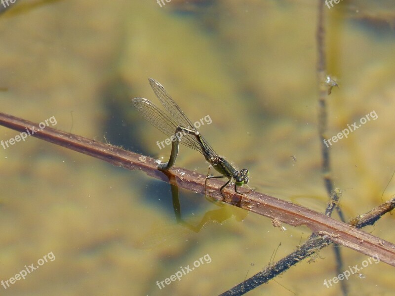 Sympecma Fusca Dragonfly Damselfly River Wetland