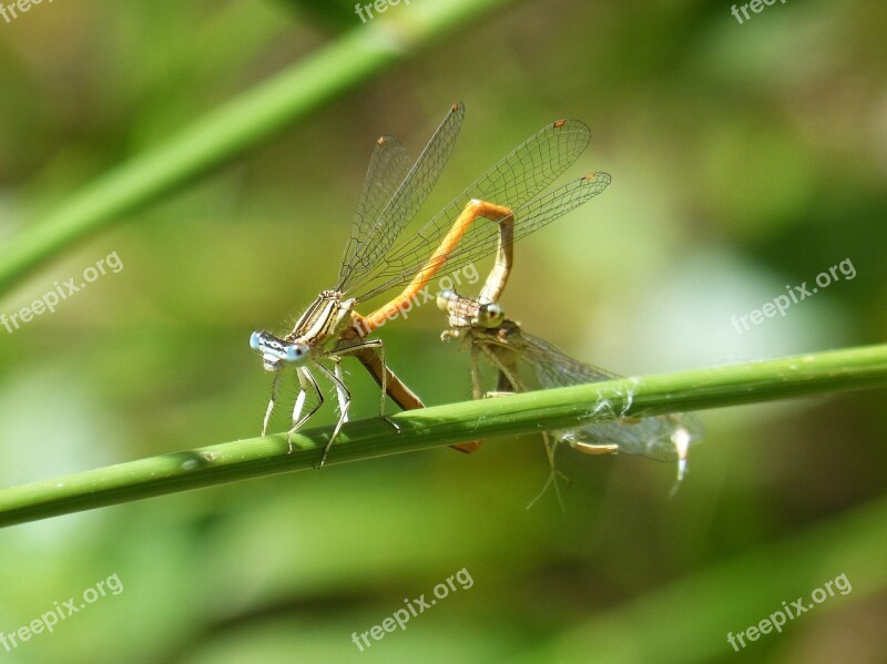 Horse Of The Sdiablo Insects Copulating Junco Wetland Dragonfly