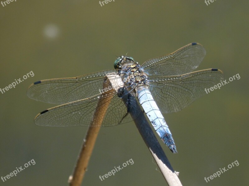 Dragonfly Libellula Fulva Blue Dragonfly Pond Cabot Bencossat