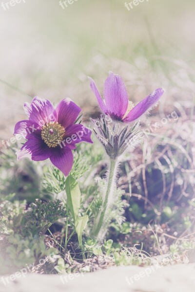 Anemone Purple Purple Anemone Flower Purple Flower