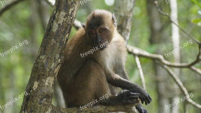 Mangroves Thailand Phuket Monkey Swamp