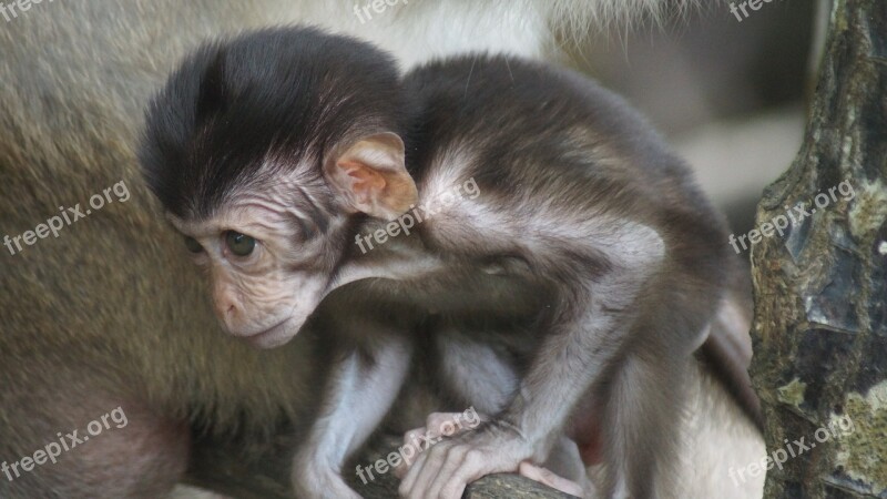 Mangroves Thailand Phuket Monkey Swamp