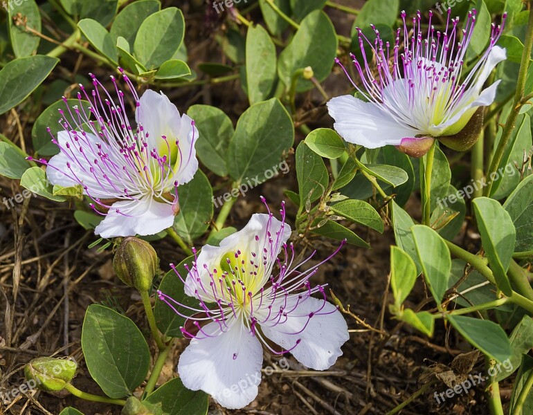 Flowers Caper Mediterranean Plant Free Photos