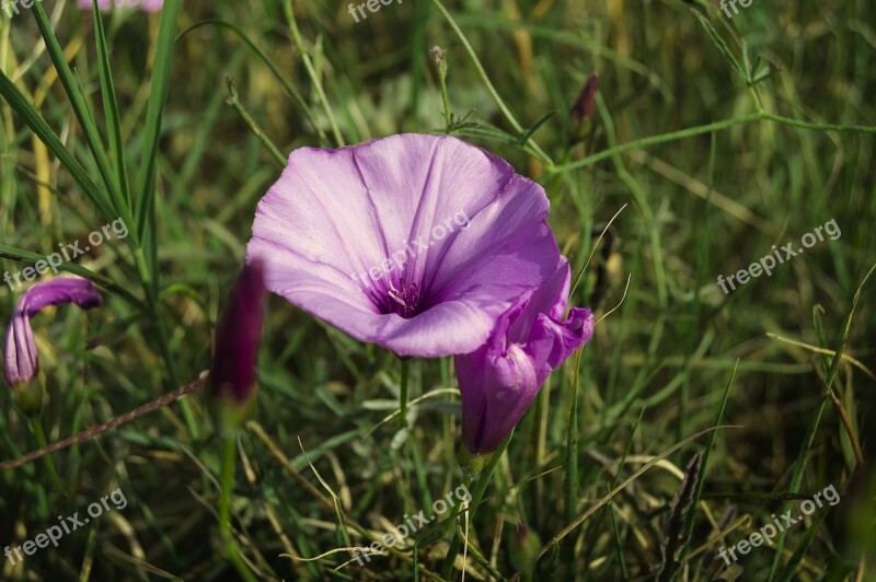 Flower Purple Morning Glory Wild Flower Bell Campanula