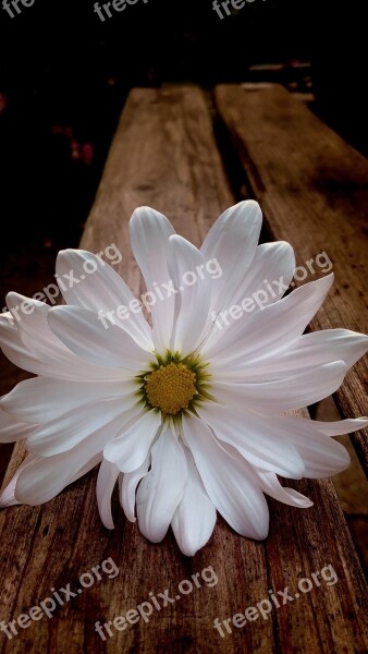 Daisy White Daisy Flower Bloom White