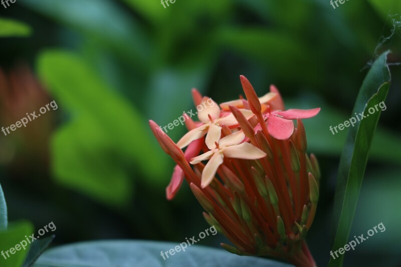 Red Flowers Flower Plant Free Photos