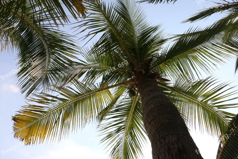 Coconut Trees Plant The Scenery Free Photos