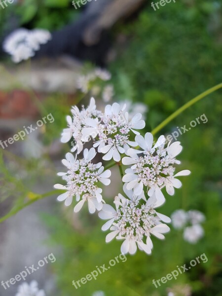 Flower White Wando Then Unknown Free Photos