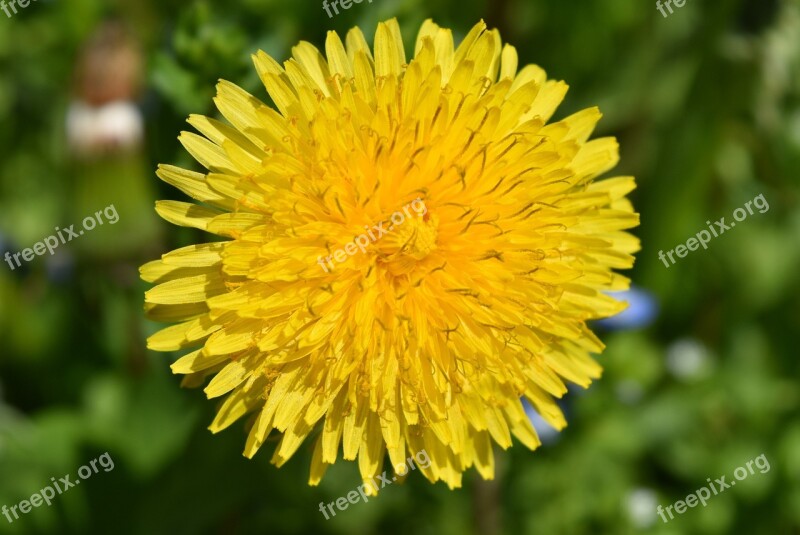 Taraxacum Officinale Flower Taraxacum Yellow Nature