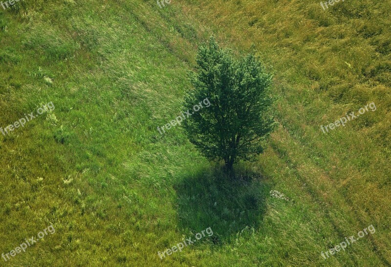 Tree Meadow Bird's Eye View Grass Landscape