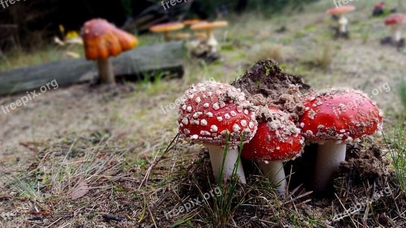 Mushrooms Toadstools Amanita Forest Wild Mushrooms