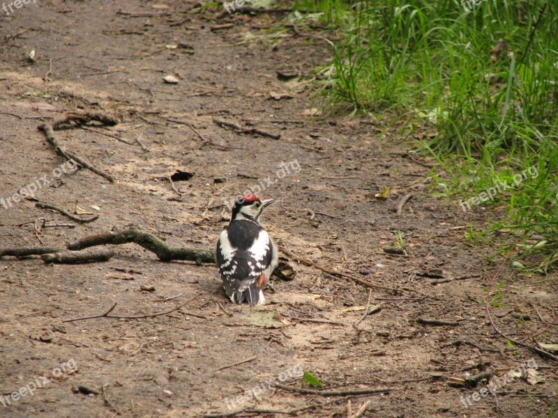 Woodpecker Park Summer Bird Kuzminki