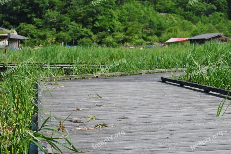 Walkway Lake Reeds Pathway Japan