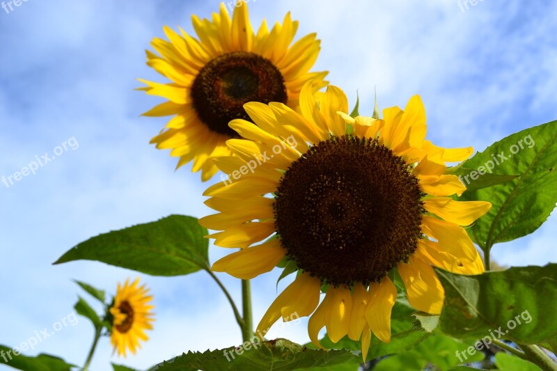 Sunflowers Cebu Sirao Flower Farm Garden Cebu City