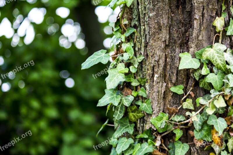 Tree Ivy Nature Bark Plant