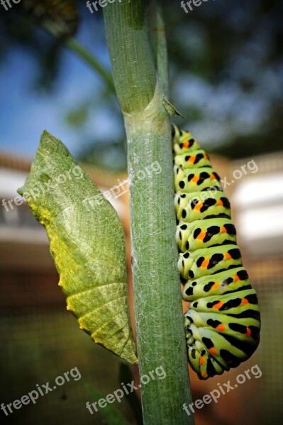 Caterpillar Doll Insect Animal Turn