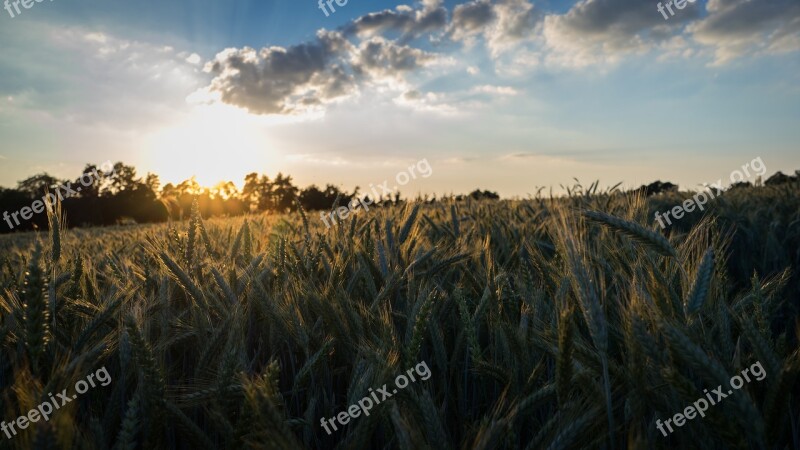 Cornfield Field Summer Sunset Clouds