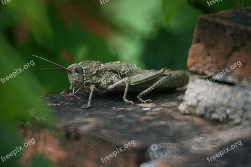 Grasshopper Nature Stone Probe Wing