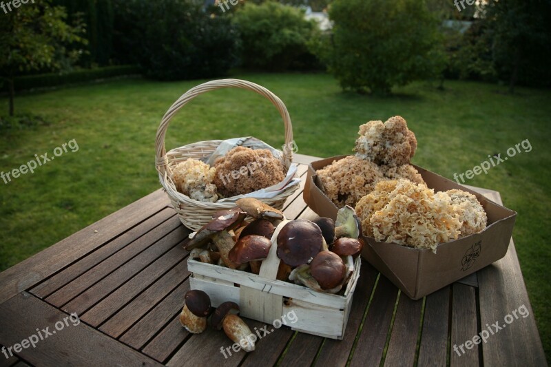 Cep Chestnut Cauliflower Mushroom Forest Mushroom Basket