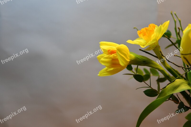 Flower Vernal Flora Naracisy Background