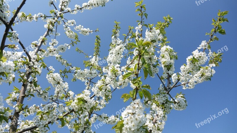 Spring Flowers Sky Nature Garden