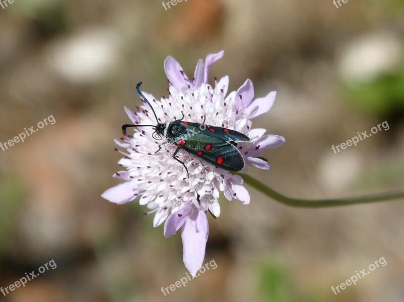 Butterfly Flower Libar The Tongue Of The Butterflies Zygaena Filipendulae