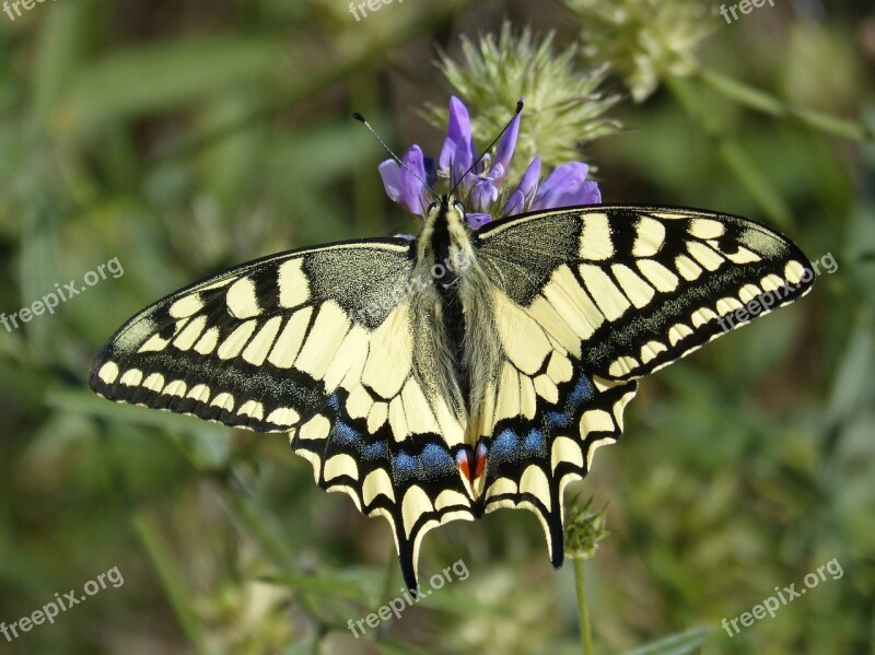 Machaon Butterfly Queen Papilio Machaon Detail Butterfly