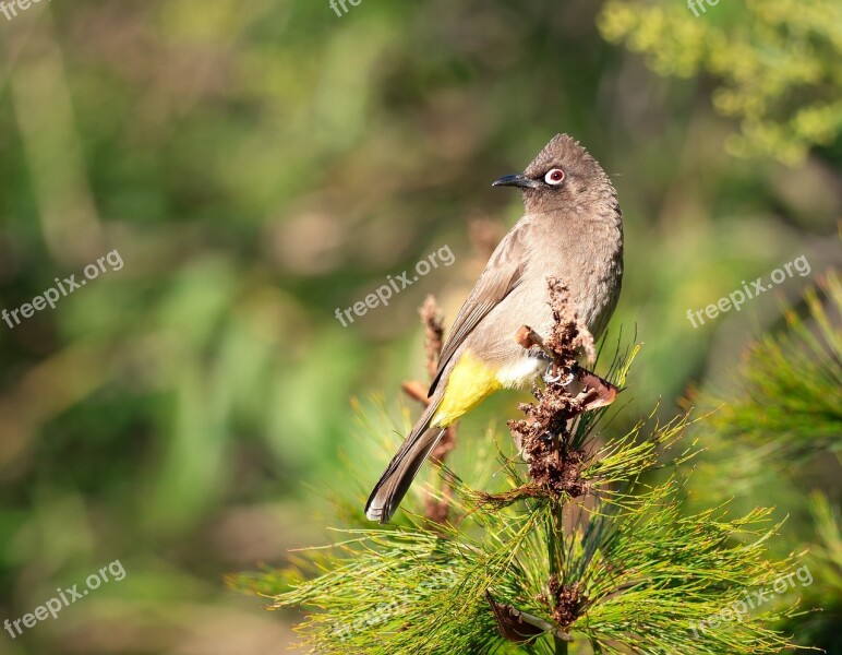 Cape Bulbul Bird Nature Wildlife Animal