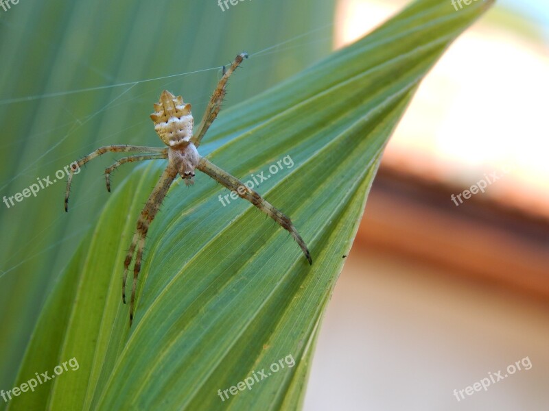 Spider Arachnid Nature Animal Web