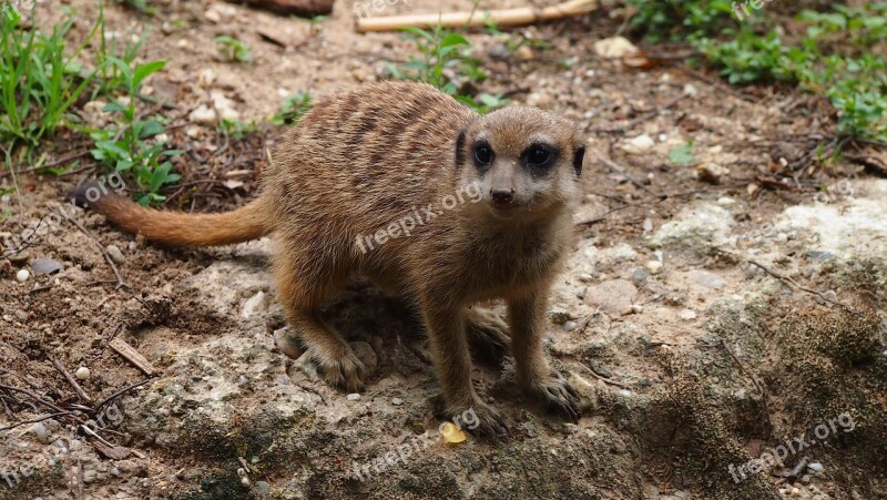 Zoo Animal World Animal Predator Nature