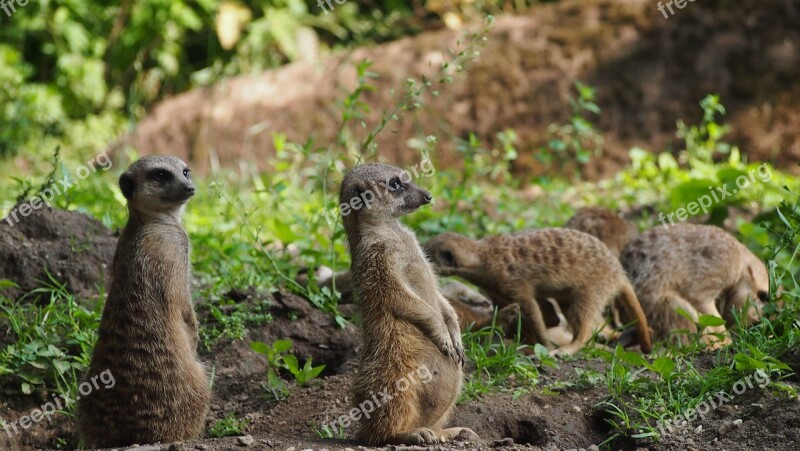 Meerkat Guard Cute Curious Mammal