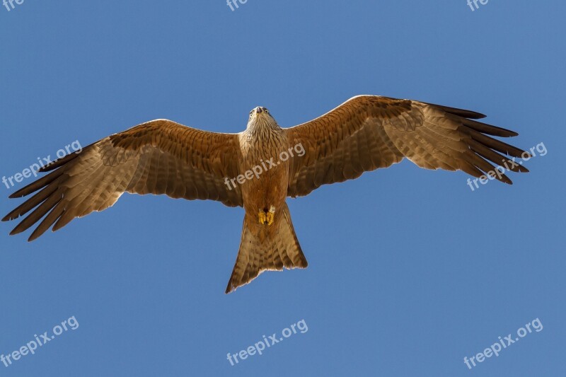 Spain Huelva El Rocio Birding Milano Real