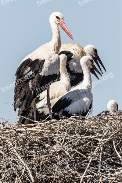 La Familia Spain Huelva White Stork Birding