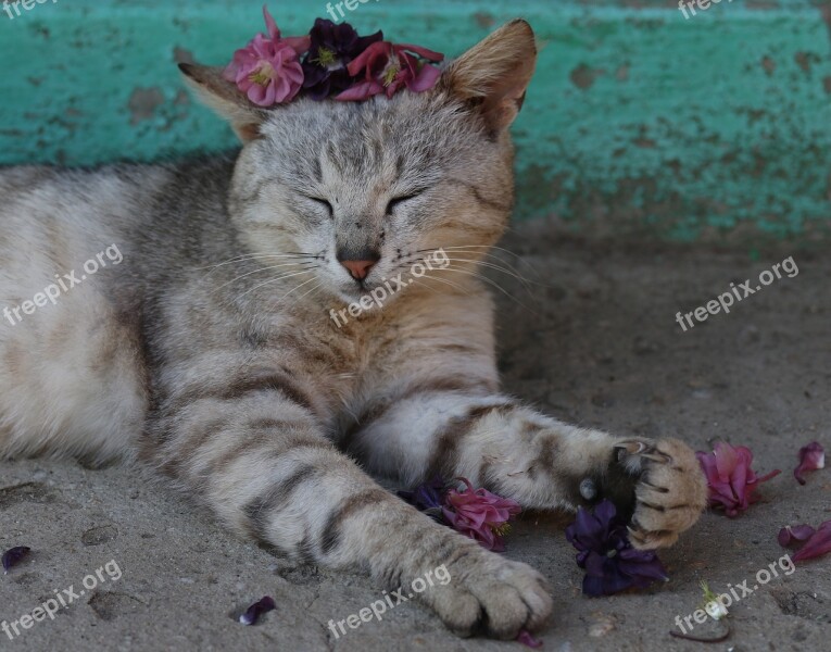 Cat Flower Wreath Cute Gray