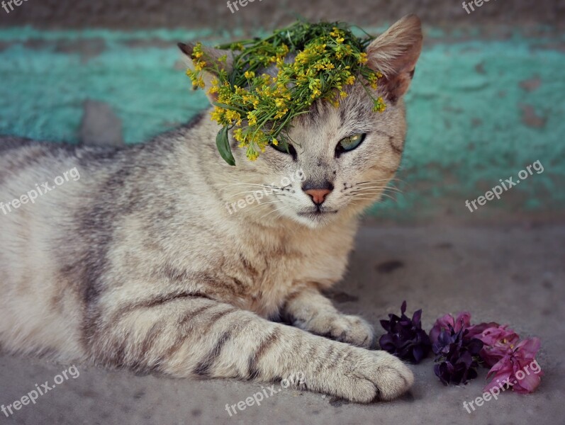 Cat Flower Wreath Cute Gray