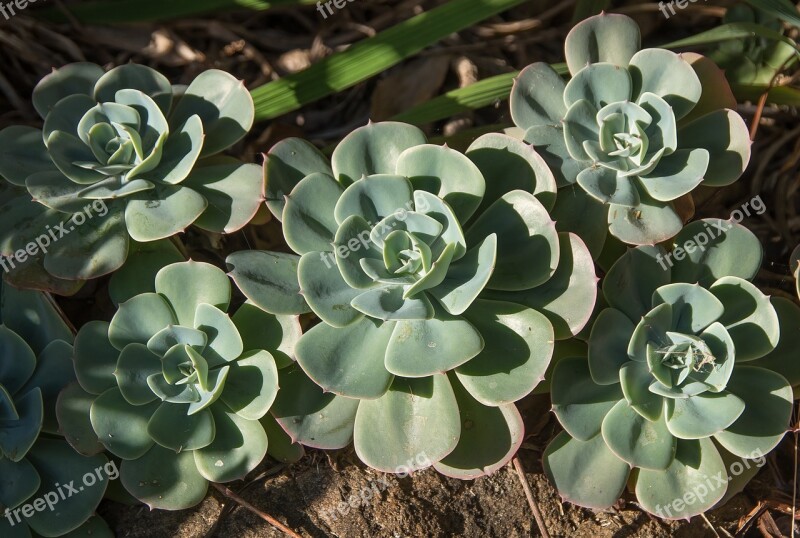 Succulent Green Rosettes Circles Pattern